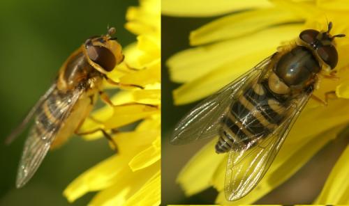 Syrphus ribesii
