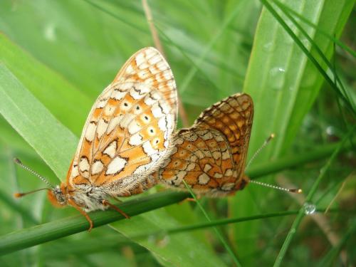 Réf. 31 766 : Euphydryas aurinia