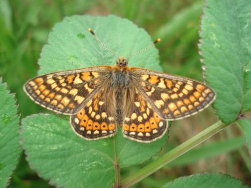 Réf. 31 767 : Euphydryas aurinia