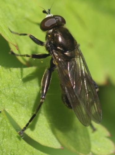 Chalcosyrphus nemorum