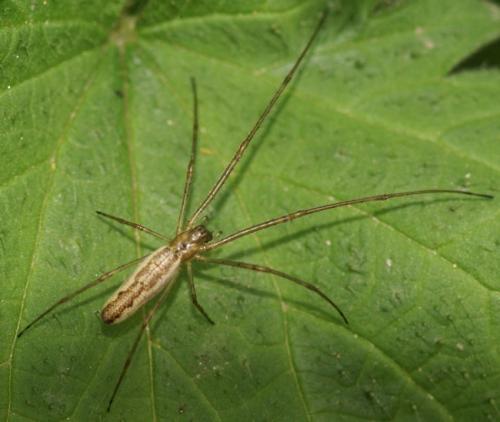 Tetragnatha sp.