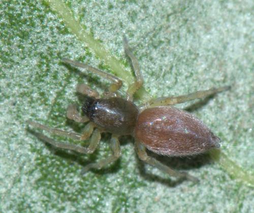 Clubiona sp.