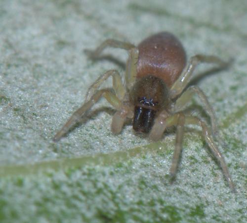 Clubiona sp.
