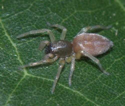 Clubiona sp.