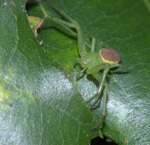 Diaea dorsata