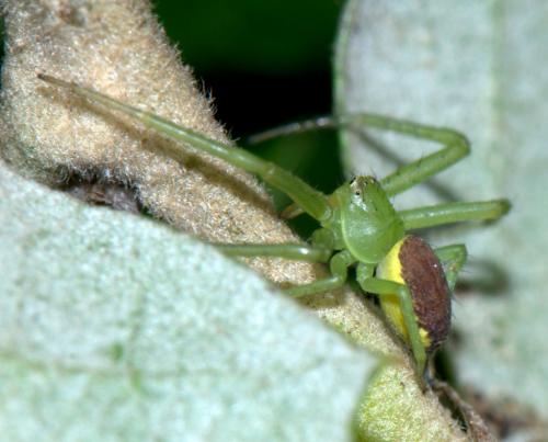 Réf. 31 267 : Diaea dorsata