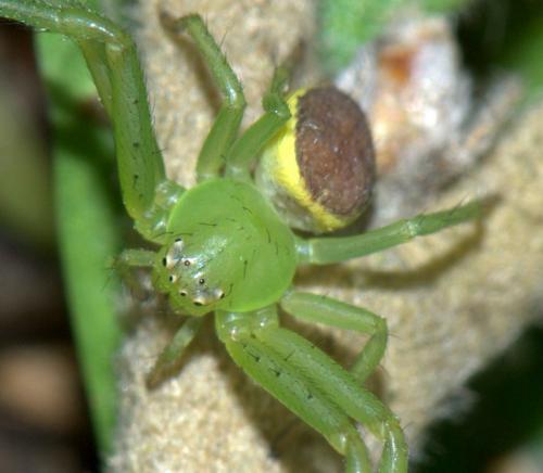 Diaea dorsata