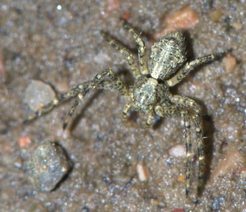 Réf. 31 652 : Tmarus sp.
