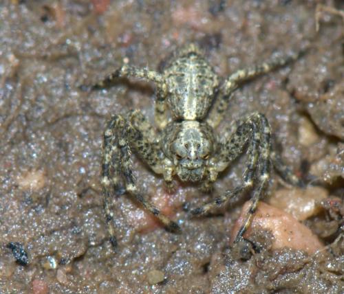 Tmarus sp.