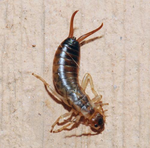 Forficula auricularia