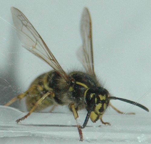 Vespula vulgaris