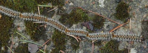 Thaumetopoea pityocampa