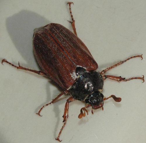 Melolontha melolontha