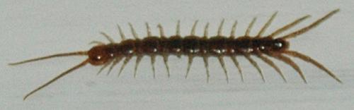 Lithobius sp.