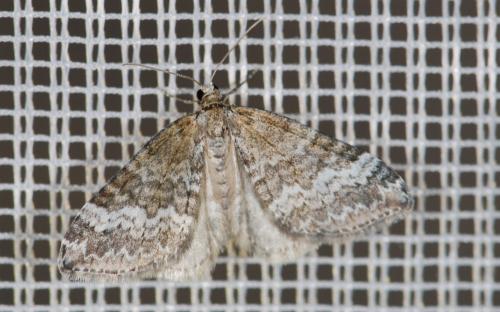 Réf. 31 647 : Perizoma hydrata