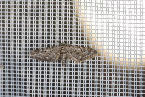 Réf. 31 561 : Eupithecia nanata