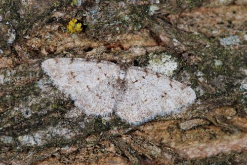 Réf. 31 613 : Aethalura punctulata