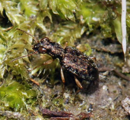 Asaphidion sp.