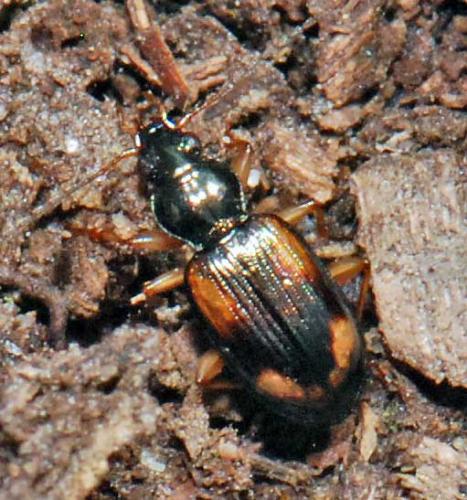 Réf. 31 013 : Bembidion sp.