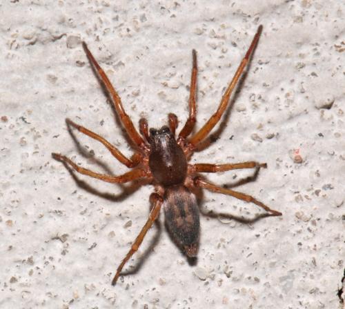 Clubiona corticalis