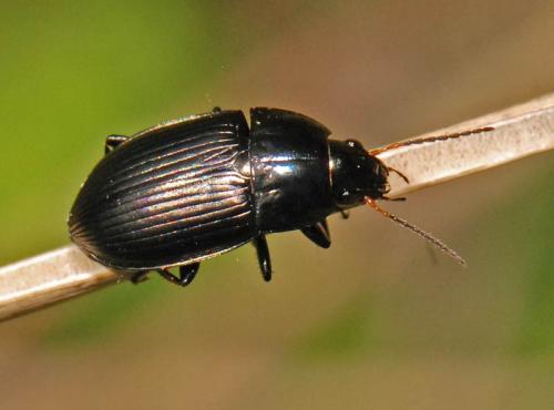 Amara sp.