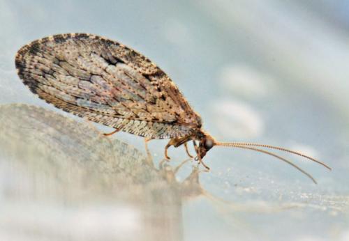 Wesmaelius sp.