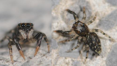 Marpissa muscosa