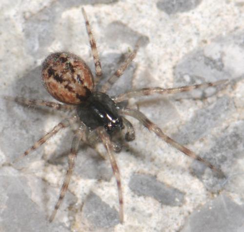 Lathys humilis