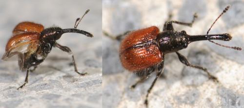 Tatianaerhynchites aequatus