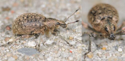 Liophloeus tessulatus
