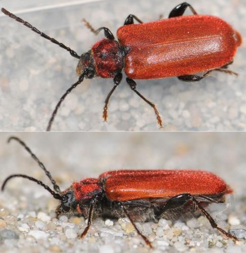 Réf. 31 065 : Pyrrhidium sanguineum