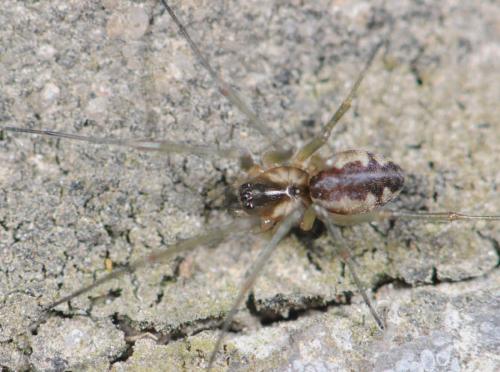 Réf. 31 101 : Neriene peltata