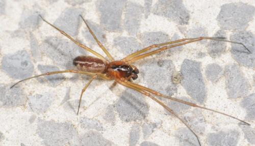 Réf. 31 102 : Neriene peltata