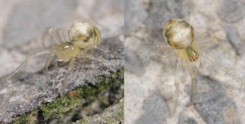 Paidiscura pallens