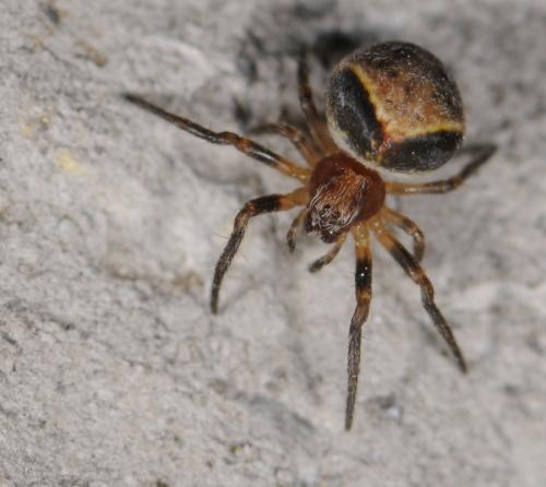 Réf. 31 370 : Araneus sp.