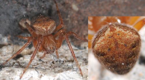 Araneus sp.