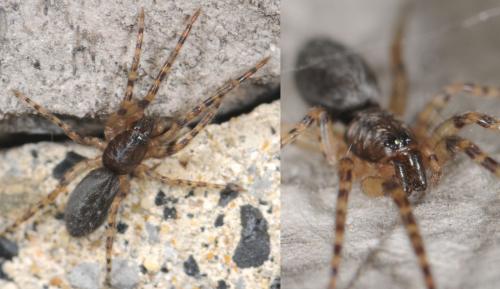 Segestria sp.