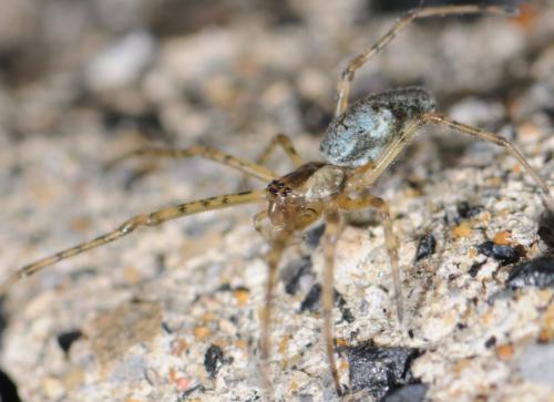 Tetragnatha sp.