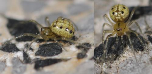 Enoplognatha sp.