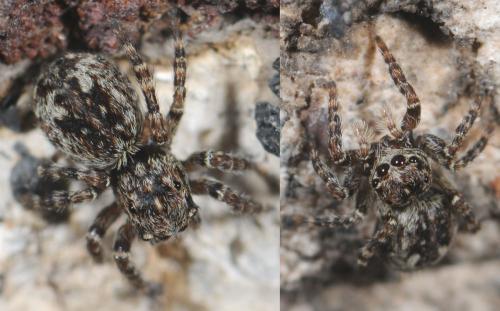Réf. 31 825 : Attulus pubescens