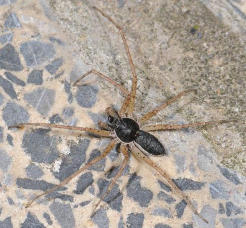 Philodromus dispar