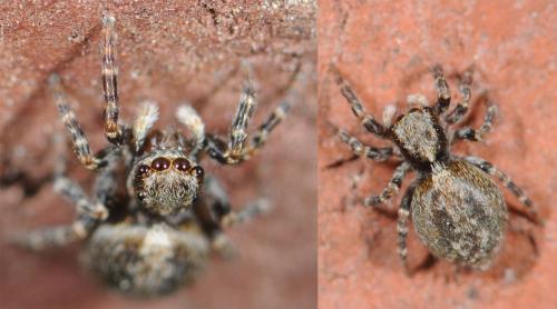 Pseudeuophrys sp.
