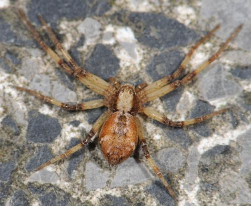 Réf. 31 819 : Philodromus sp.