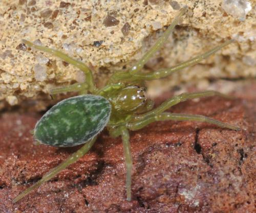 Nigma walckenaeri