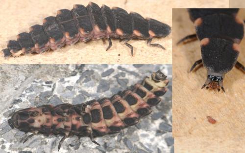 Lampyris noctiluca