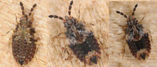 Réf. 31 947 : Aradus sp.