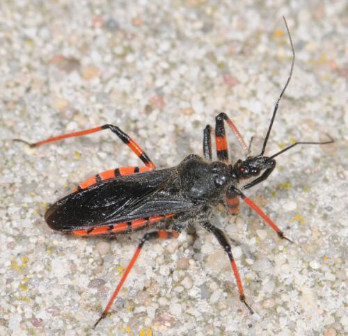 Rhynocoris annulatus