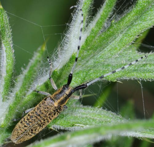 Agapanthia villosoviridescens