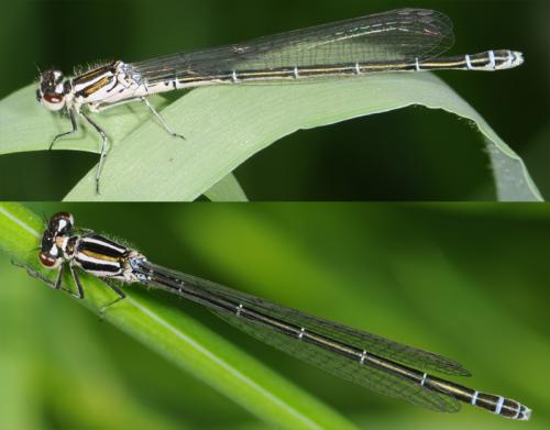 Coenagrion puella