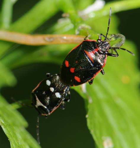 Eurydema oleracea